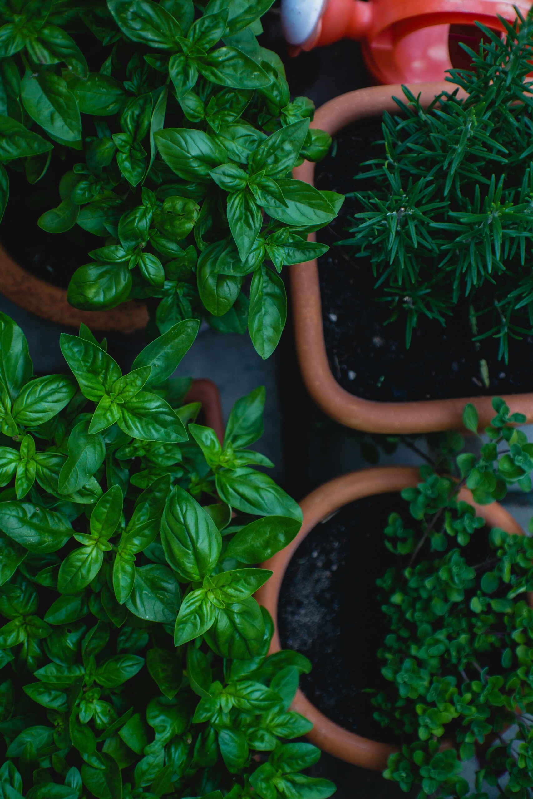 Herb Garden in Clay Pots
