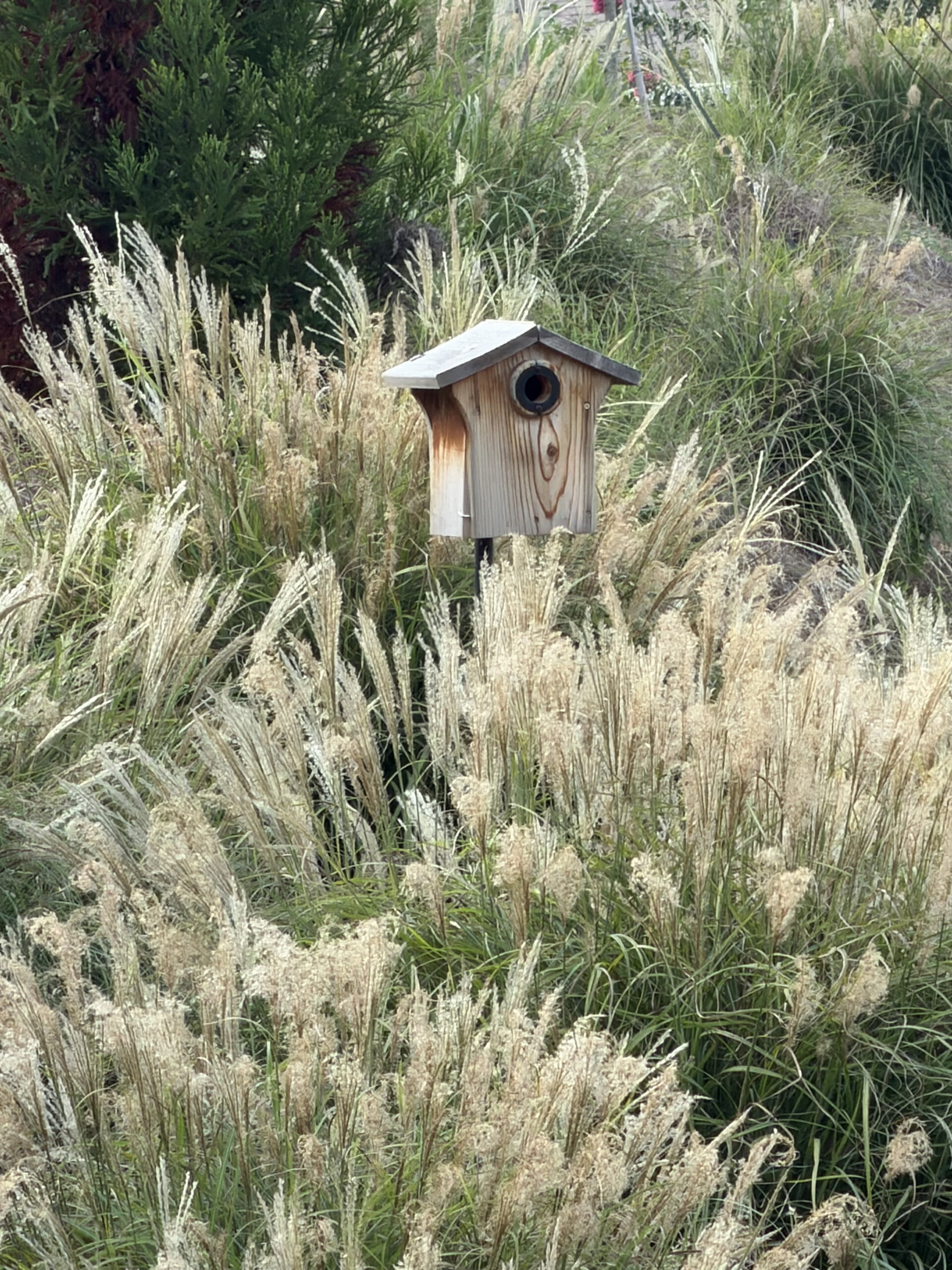 Wooden birdhouse surrounded by tall ornamental grasses in a peaceful garden.