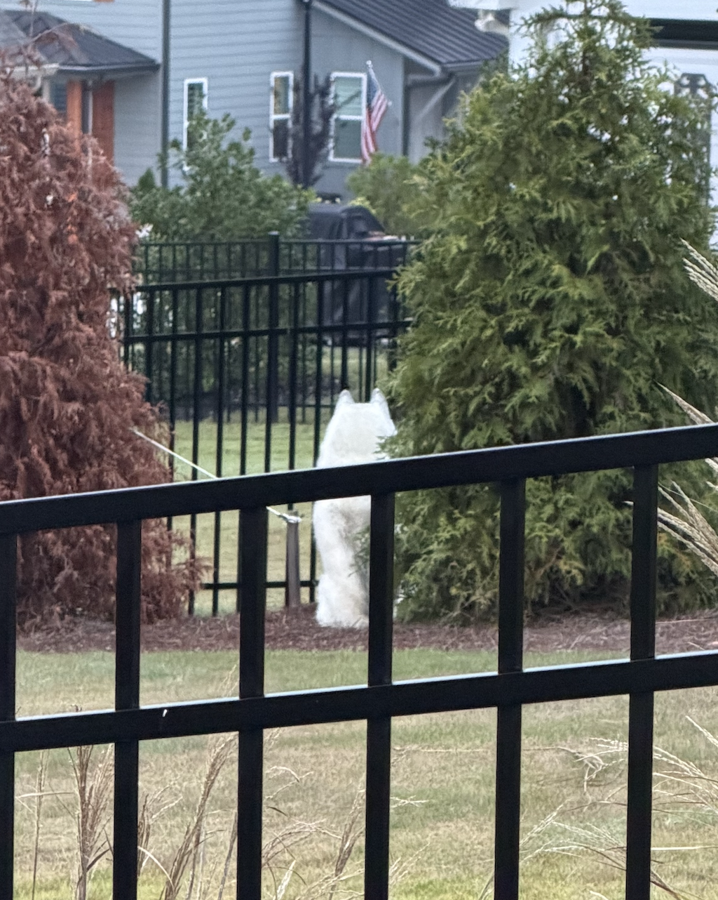 White dog waiting at the gate for his walking companion to arrive