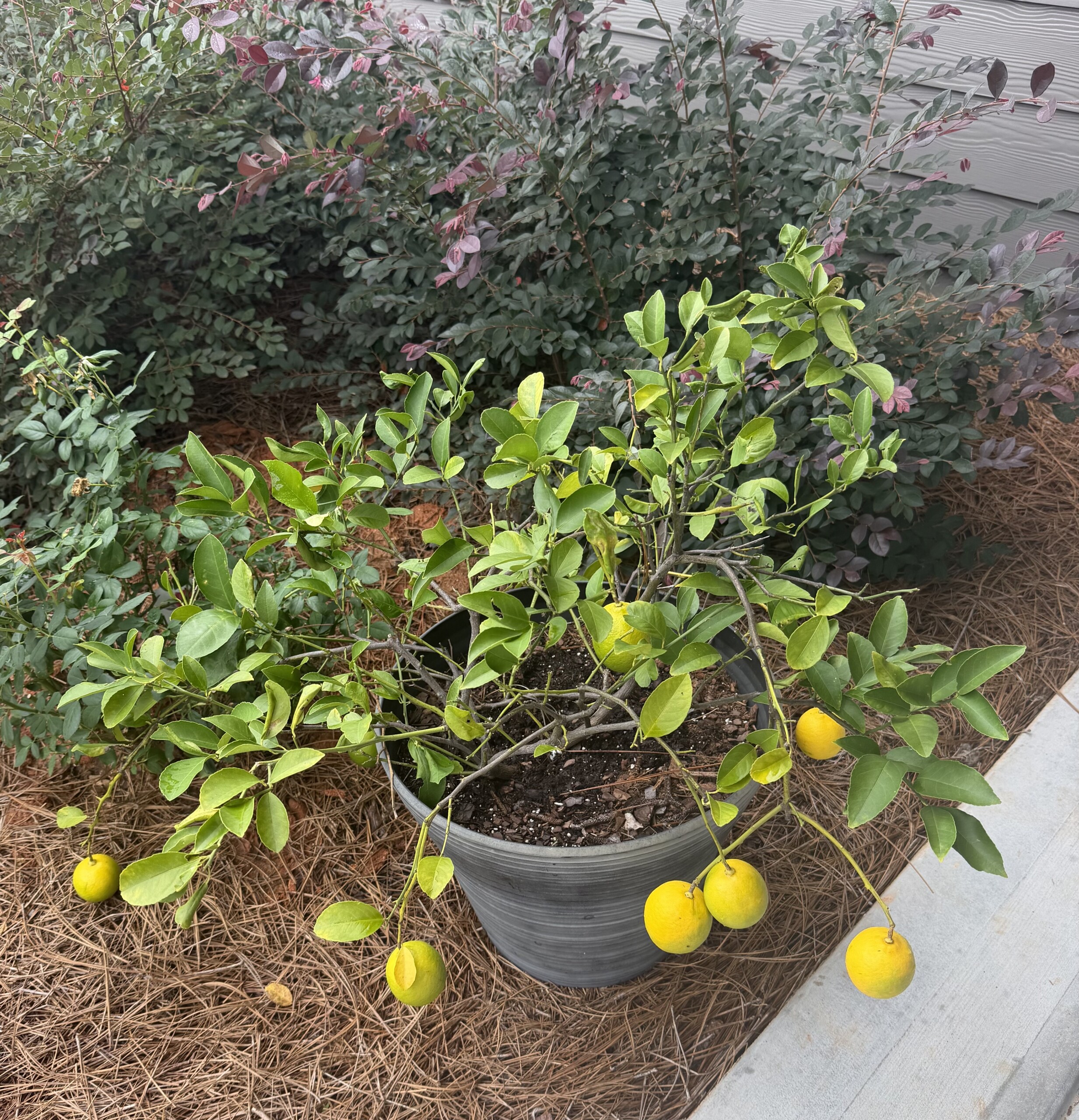Potted citrus tree with yellow fruit hanging from its branches, surrounded by green and yellow leaves.